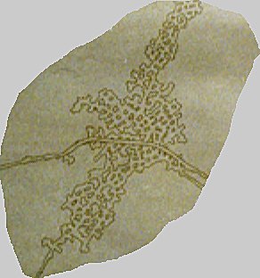 Zoom in Groundstone Quarry.jpg